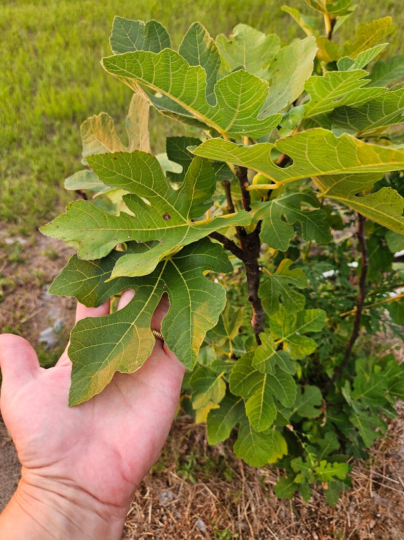 Fig Leaf Wine Vinegar - Homemade image 5