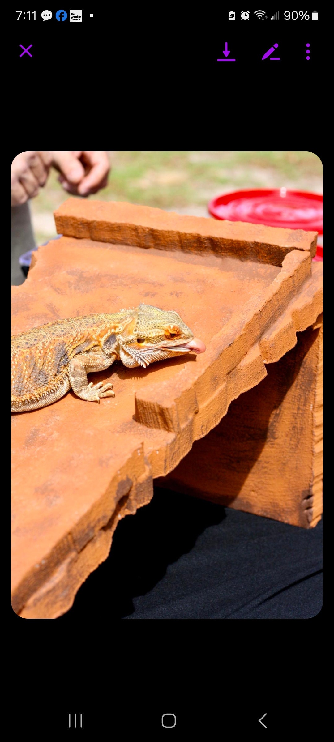 Reptile Basking Platform These Custom, Hand Crafted, Hand Painted