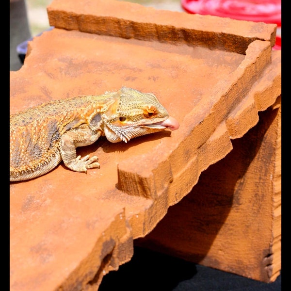 Reptile basking platform! These custom, hand crafted, hand painted, washable basking platforms is just what you need for your basking lizard