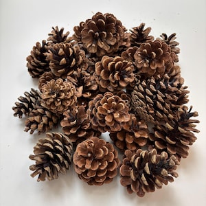 May include: A cluster of brown pine cones of different sizes, displayed on a white background. The cones exhibit a textured, scaly surface and vary in shade from light to dark brown. The lighting is bright, accentuating the natural features of the cones.