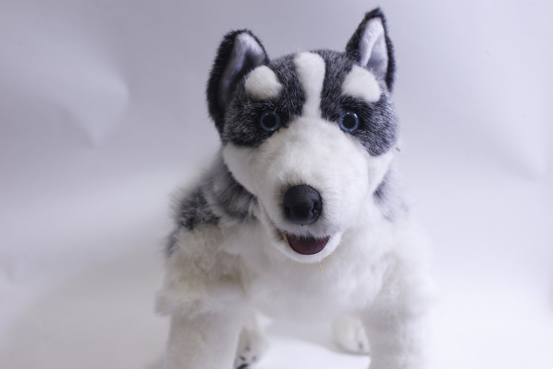 70cm ellie the husky dog plush hotsell