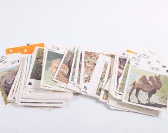 Vintage 1970s Animal Wildlife Karten - Freizeit Bücher 1975 - 100+ Karten ~ The Pink Room ~ 630
