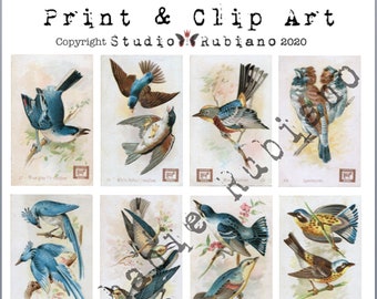 Dwight's Soda Beautiful Birds 1 Printable Design Collage Sheet Journal Digital Download
