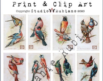 Dwight's Soda Beautiful Birds 3 Printable Design Collage Sheet Journal Digital Download