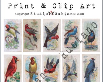 Weber Bros. Bird Trade Cards Printable Design Collage Sheet Journal ATC Digital Download