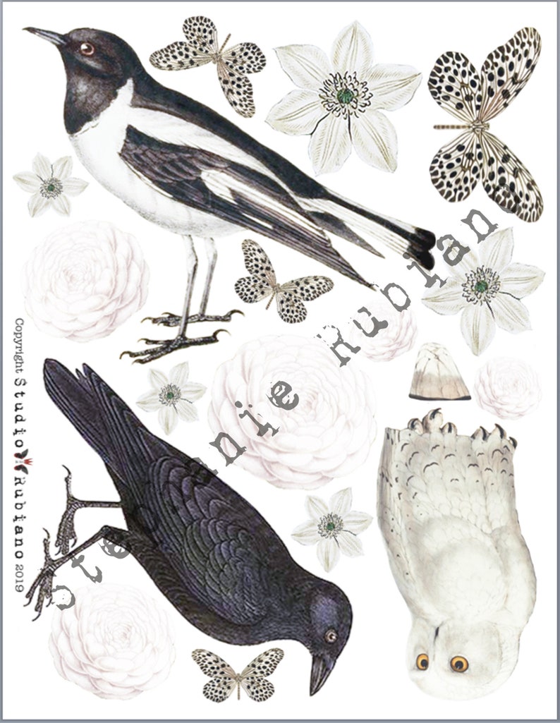 Black and White All Over Birds Shrink Plastic Printable Design Collage Sheet Digital Download image 1