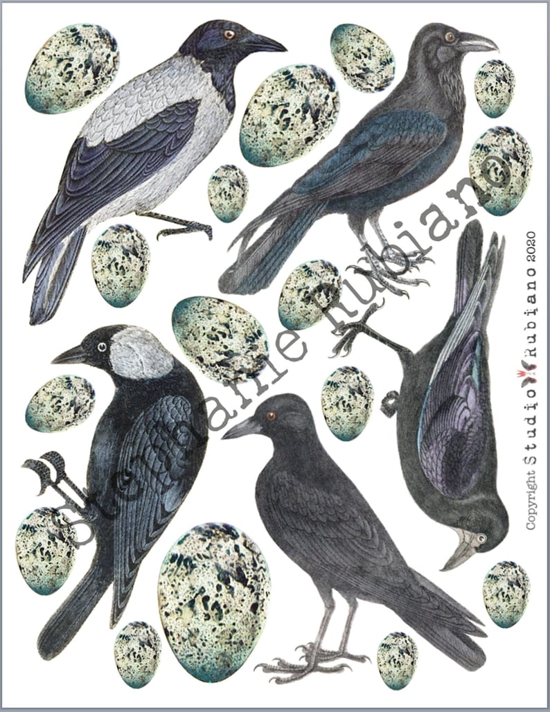 Corvids Crow Raven Rook Shrink Plastic Printable Design Collage Sheet Digital Download image 1