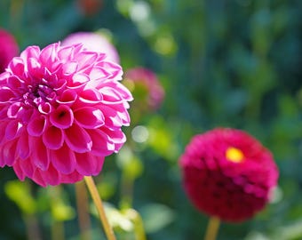 This stunning Pink Dahlia
