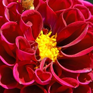 Op de afbeelding: Een close-up van een levendige rode dahlia bloem met een gele kern. Een kleine bij zit op een van de bloemblaadjes.