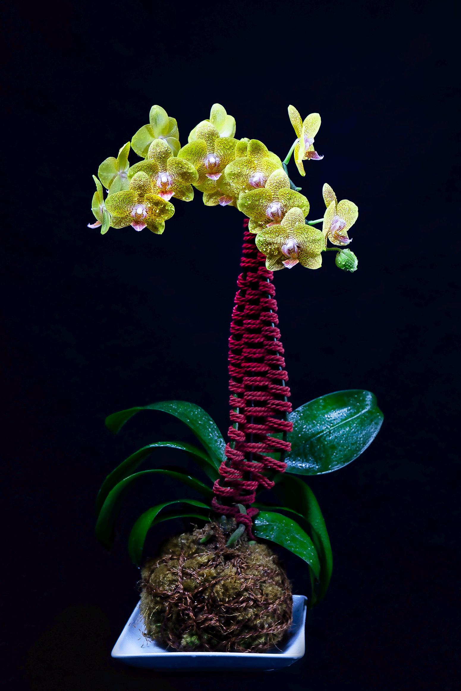 Orchid fine art print with sculptural rope stem design, rare kokedama floral wall decor for collectors and flower lovers moss ball bonsai