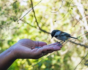 Bird in Hand - a little chickadee