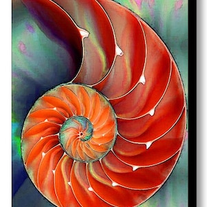 Nautilus Shell Art Print from Painting Colorful Red Beach Ocean Sea Shells CANVAS Ready To Hang Large Orange Natural Green Aqua Elegant Art image 2
