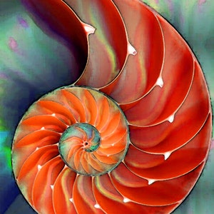 Red nautilus seashell art on a green and blue background in a watercolor style.  Beach wall art, ocean decor, coastal prints accent and home furnishings.