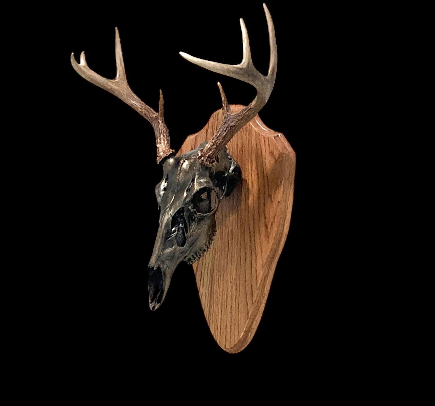 European Skull Mount Plaque Medium Oak European Skull Mount Wall
