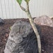 Rooted Plumeria Plant (Cotton Candy Pink) - Live Tropical Flowering Plant, Ready To Grow