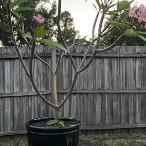 2 Rooted Plumeria Plants (kaneohe Sunset Pink) (rubra Yellow