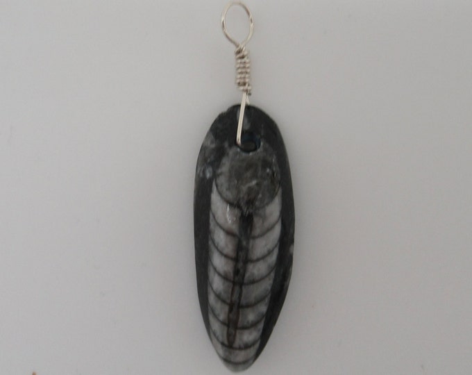 Orthoceras Fossil Pendant sterling silver  natural fossil