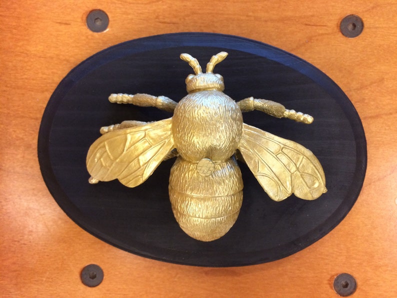 Insect Taxidermy mount