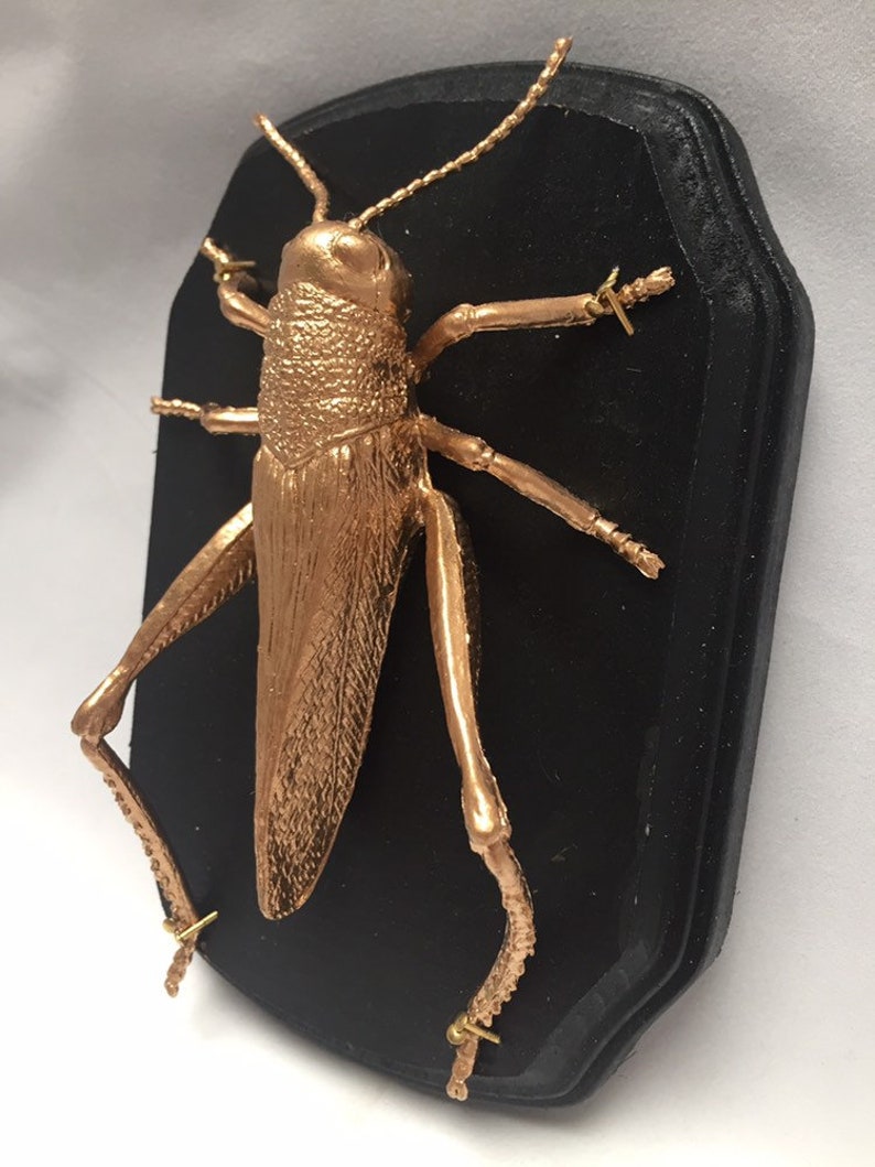 Insect Taxidermy mount