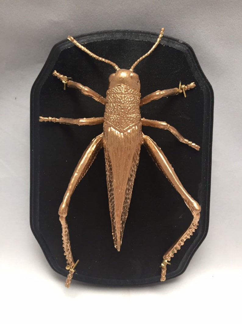 Insect Taxidermy mount
