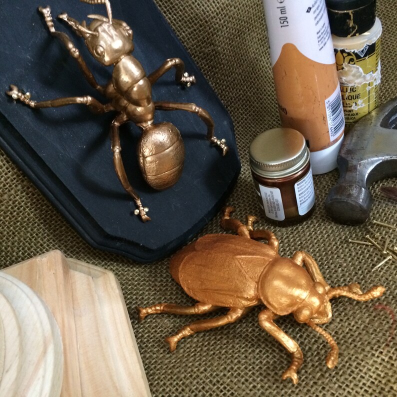 Insect Taxidermy mount