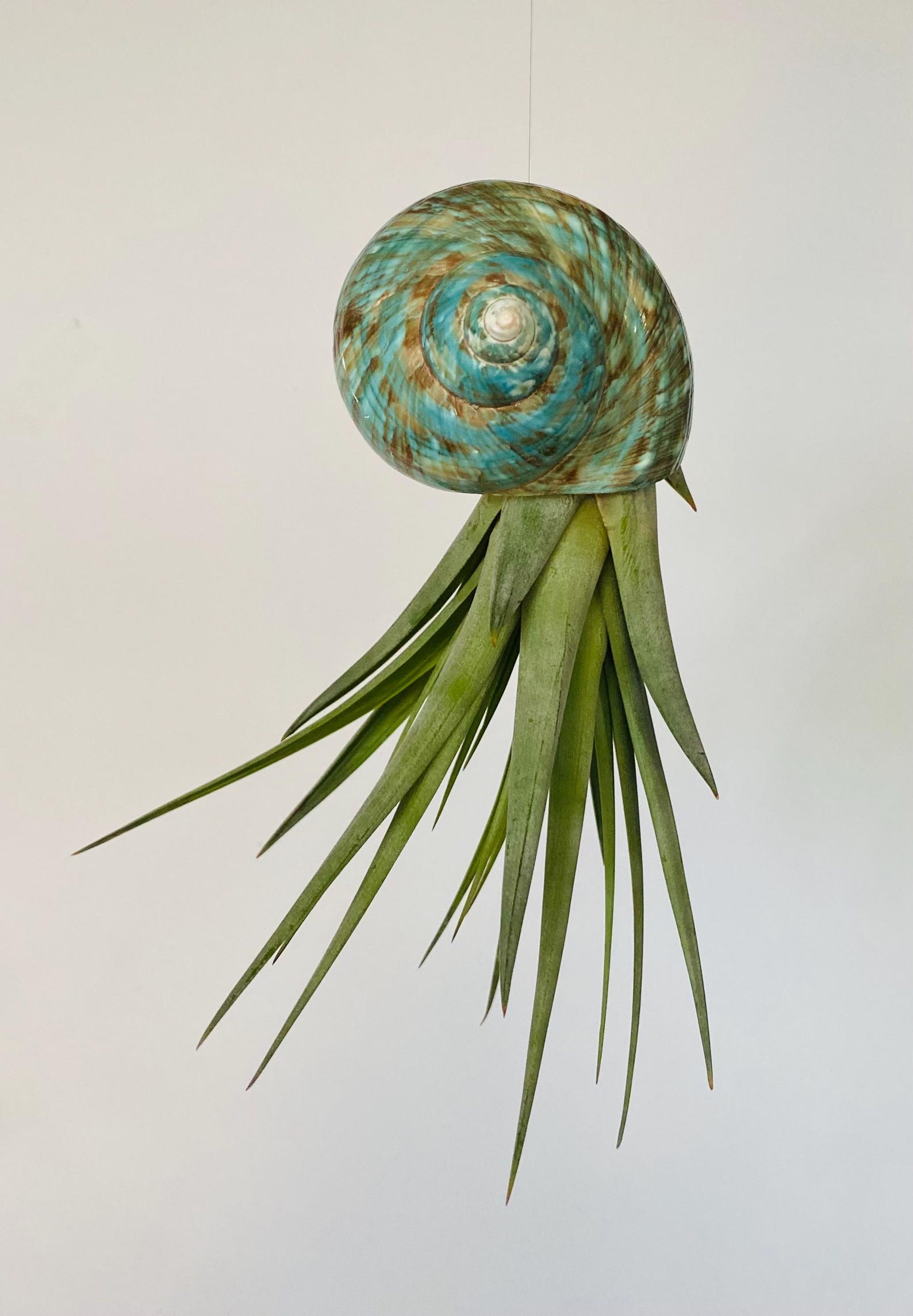 Suspended Shell Hanging Sea Shell Air Plant - Etsy