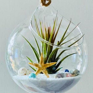 air plant and holder