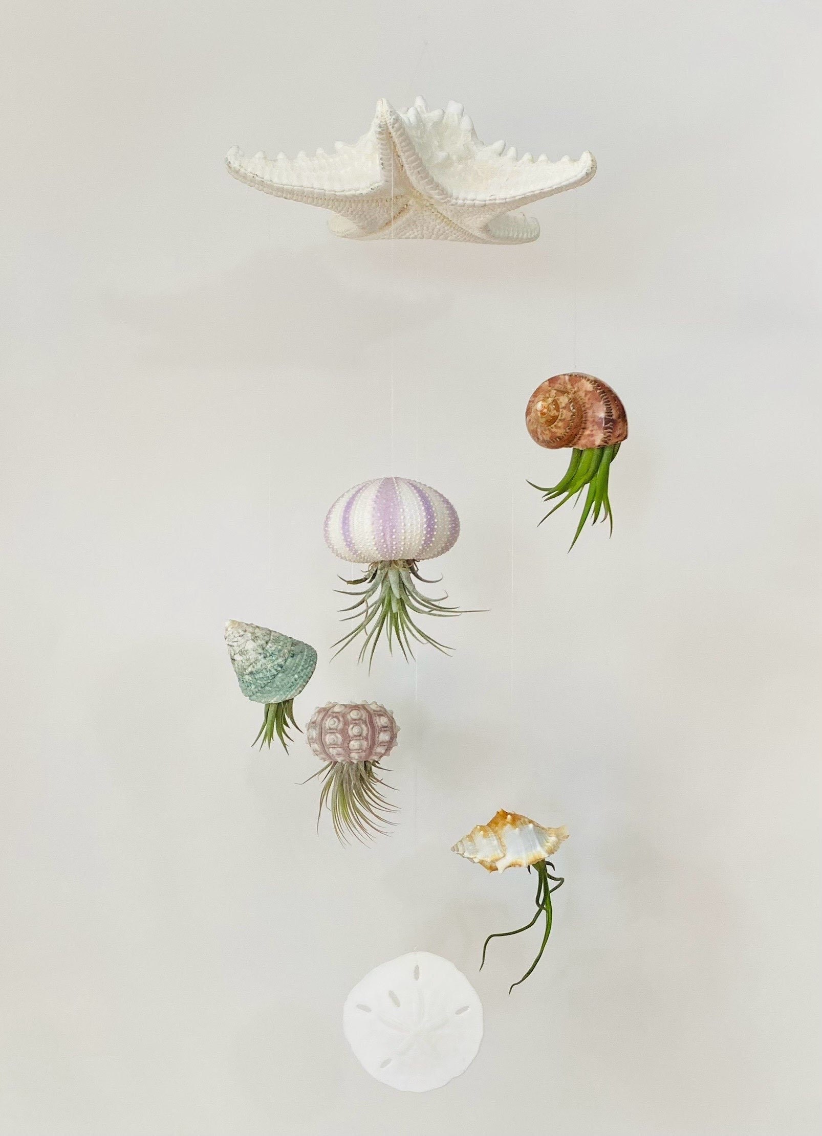 hanging spiral starfish air plant holder