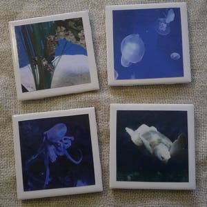 Sea Creature Fish Photo Coaster Set of Underwater Marine Life, Beach House Decor, Housewarming Gift