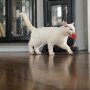 May include: A white cat with a red ball in its mouth runs across a hardwood floor.