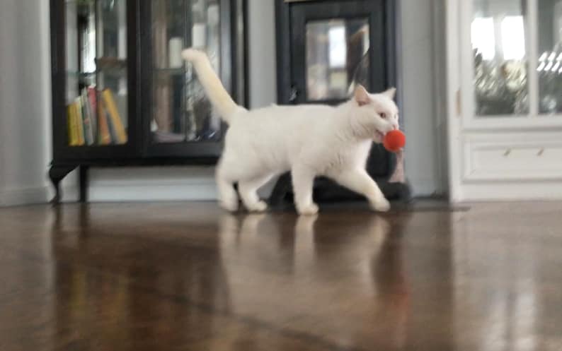 May include: A white cat with a red ball in its mouth runs across a hardwood floor.