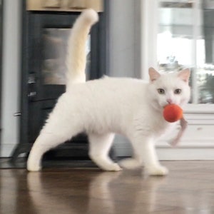 May include: A white cat with a long tail is playing with a red toy ball. The cat is in a room with a fireplace and a window.