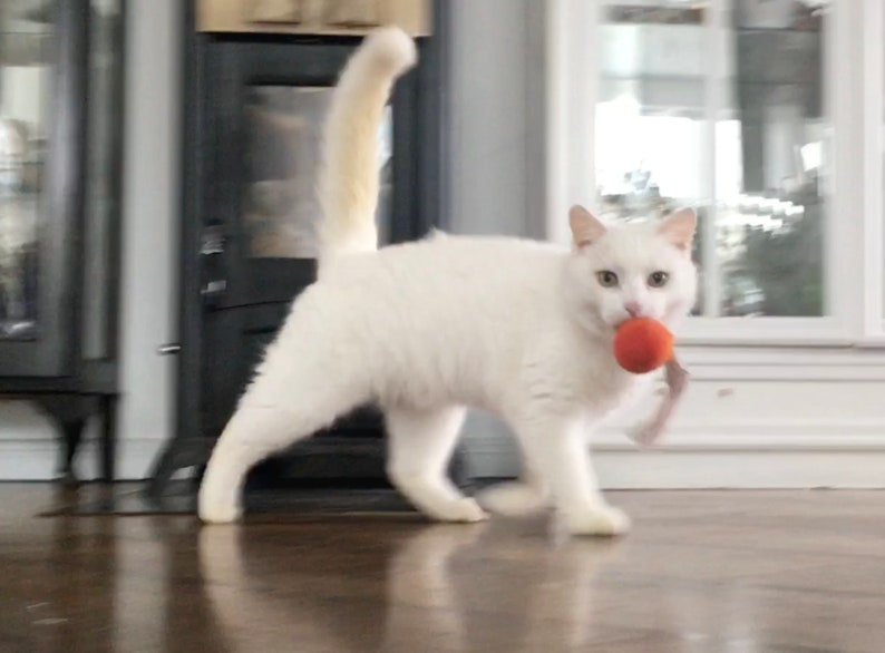 May include: A white cat with a long tail is playing with a red toy ball. The cat is in a room with a fireplace and a window.