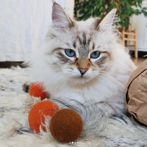 May include: A white cat with blue eyes and a long, fluffy tail is lying on a white rug. The cat is surrounded by three orange and brown felt balls.