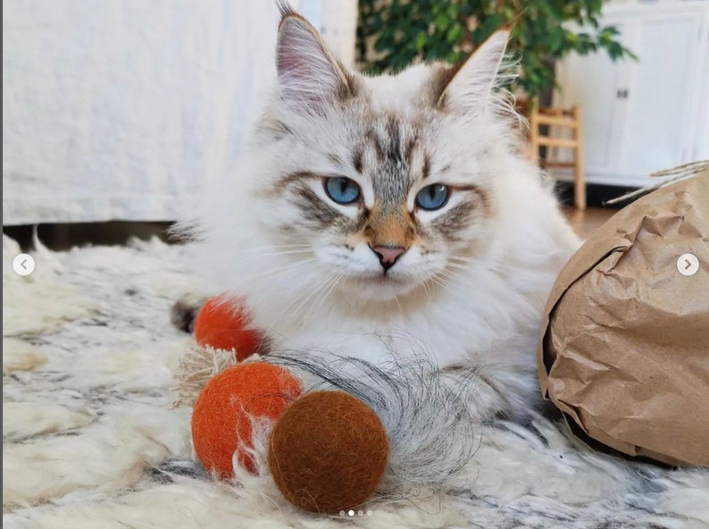May include: A white cat with blue eyes and a long, fluffy tail is lying on a white rug. The cat is surrounded by three orange and brown felt balls.