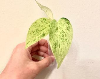 Assorted House Plant Cuttings