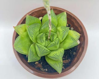 Assorted Succulents Live Houseplants