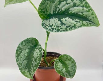 Scindapsus Pictus (Satin Pothos) Live House Plant