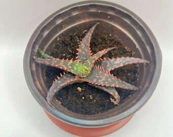 Assorted Aloe Succulents Live Houseplants