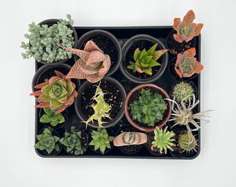 Assorted Potted Live Plants (Sell As-is)