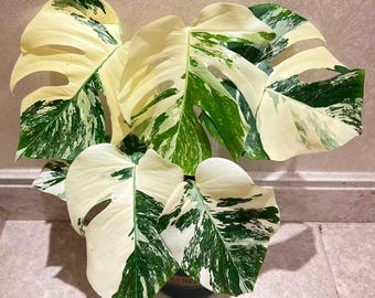 Monstera Albo Variegata Rare Live Houseplant