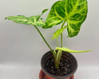 Syngonium Podophyllum 'White Butterfly' Live House Plant