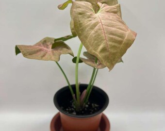 Syngonium Podophyllum 'Neon Robusta' Live House Plant