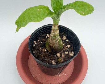 Ledebouria Pauciflora Succulent