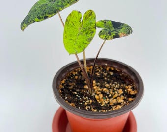 Colocasia Esculenta 'Mojito'（Mojito Elephant Ear) Live Plant