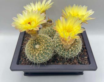 Assorted Cluster Cactus Live Plant