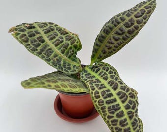 Labisia Turtle Back Kura Kura Rare Live Houseplant （Exact Plant）