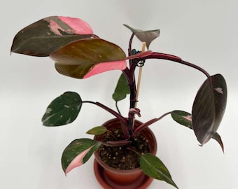 Clearance Assorted Live House Plants (Exact Plant)