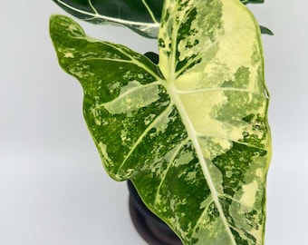 Alocasia Frydek Variegated Rare Tropical House Plant