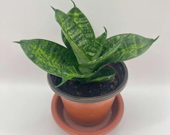 Assorted Snake Plant Live Houseplants